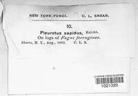 Pleurotus cornucopiae image